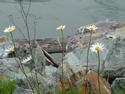 Daisies On River Bank
Picture # 3083
